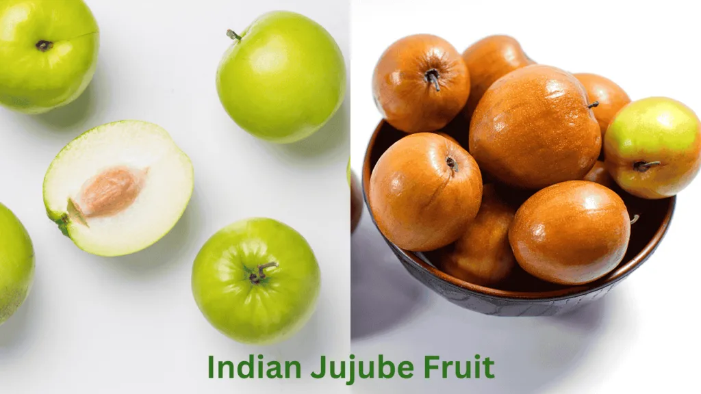 Indian Jujube Fruit